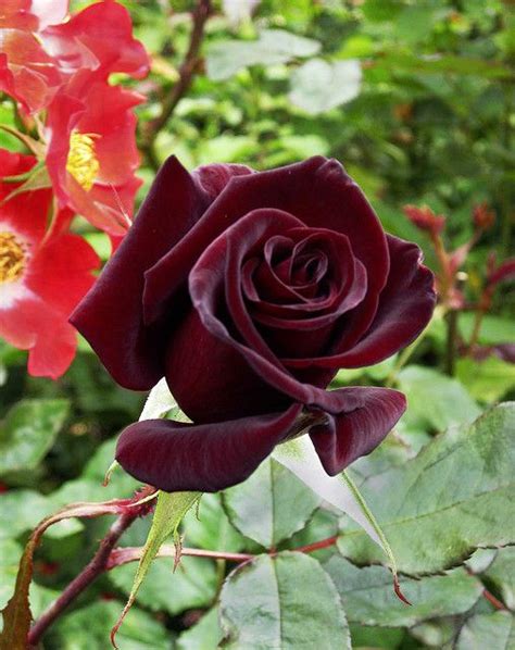 The Black Magic Rose: A Testament to Los Anheles' Vibrant Flower Industry